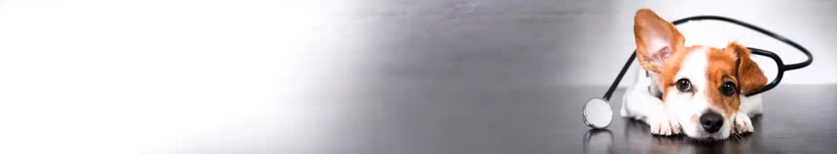 Veterinary Invoice Generator banner